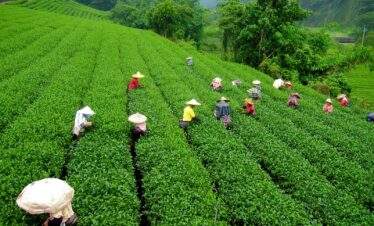 Gangtok Darjeeling Mirik