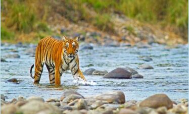 Nainital Corbett