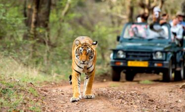 Jaipur Ranthambore
