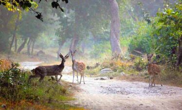 Haridwar Mussoorie Nainital Corbett